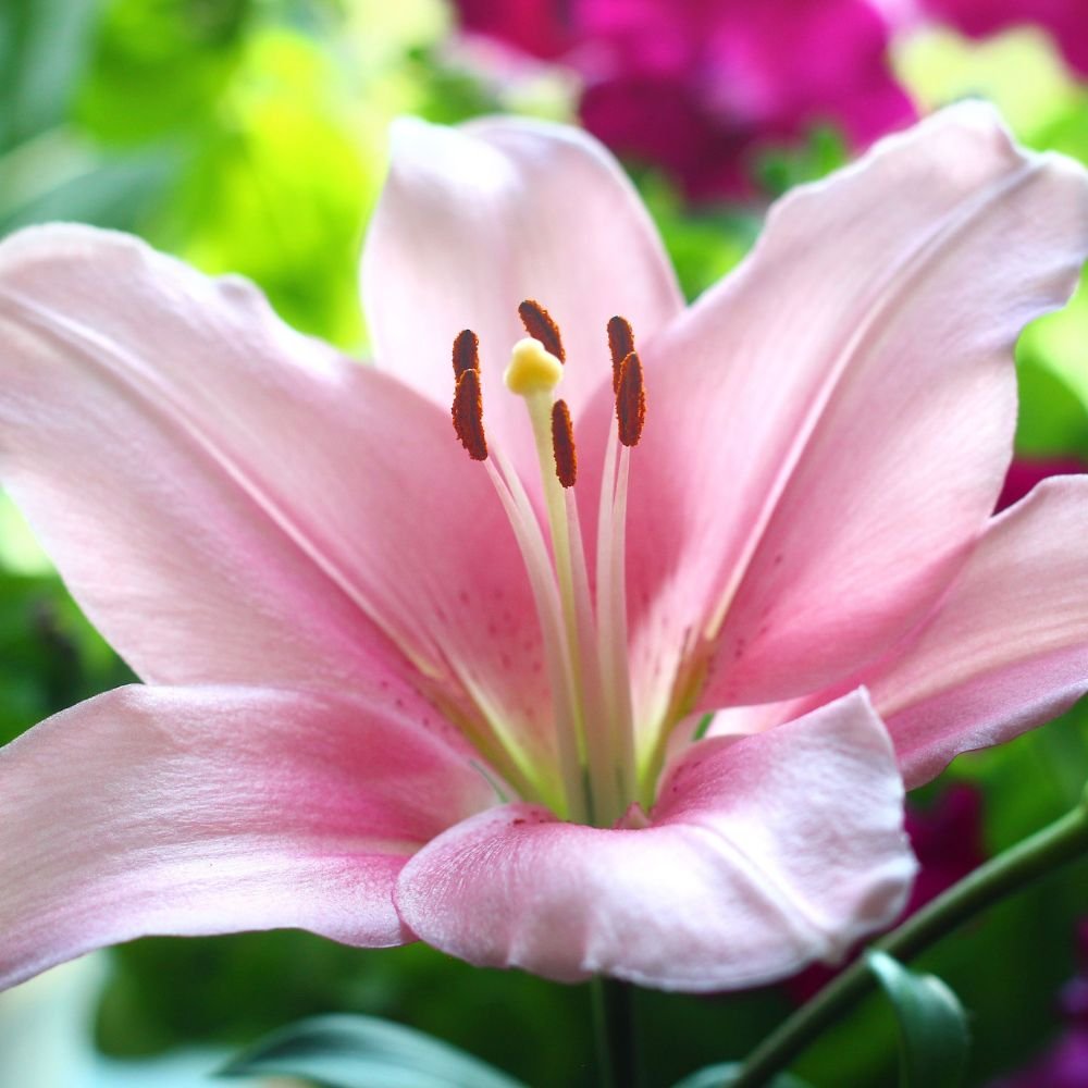 flower image